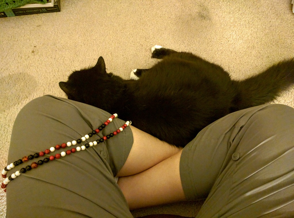 meditation with cats