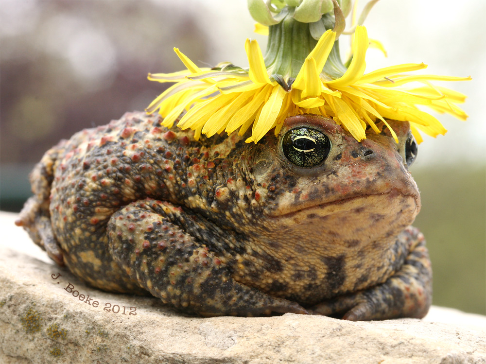 toad dandelion